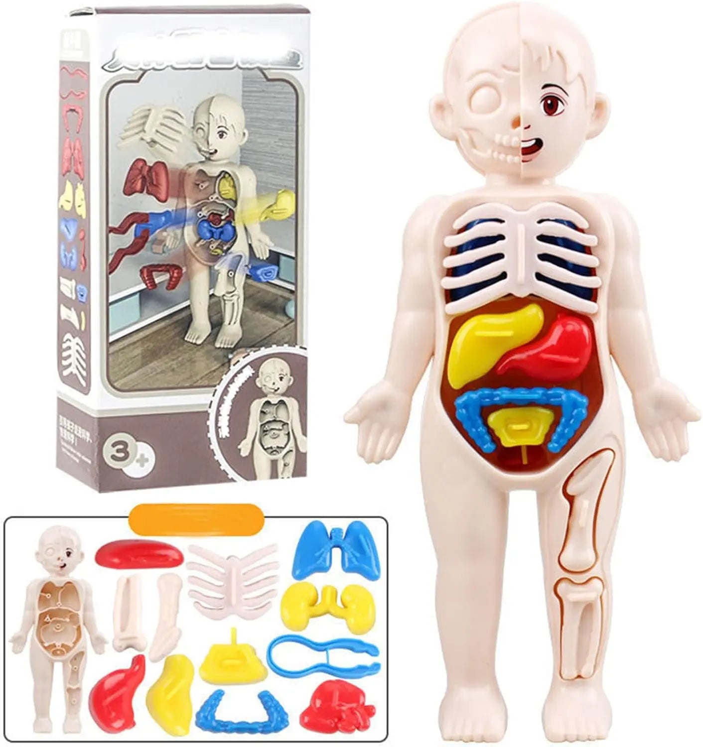 human-body-model-for-kids kids toy in Pakistan | Zilonay