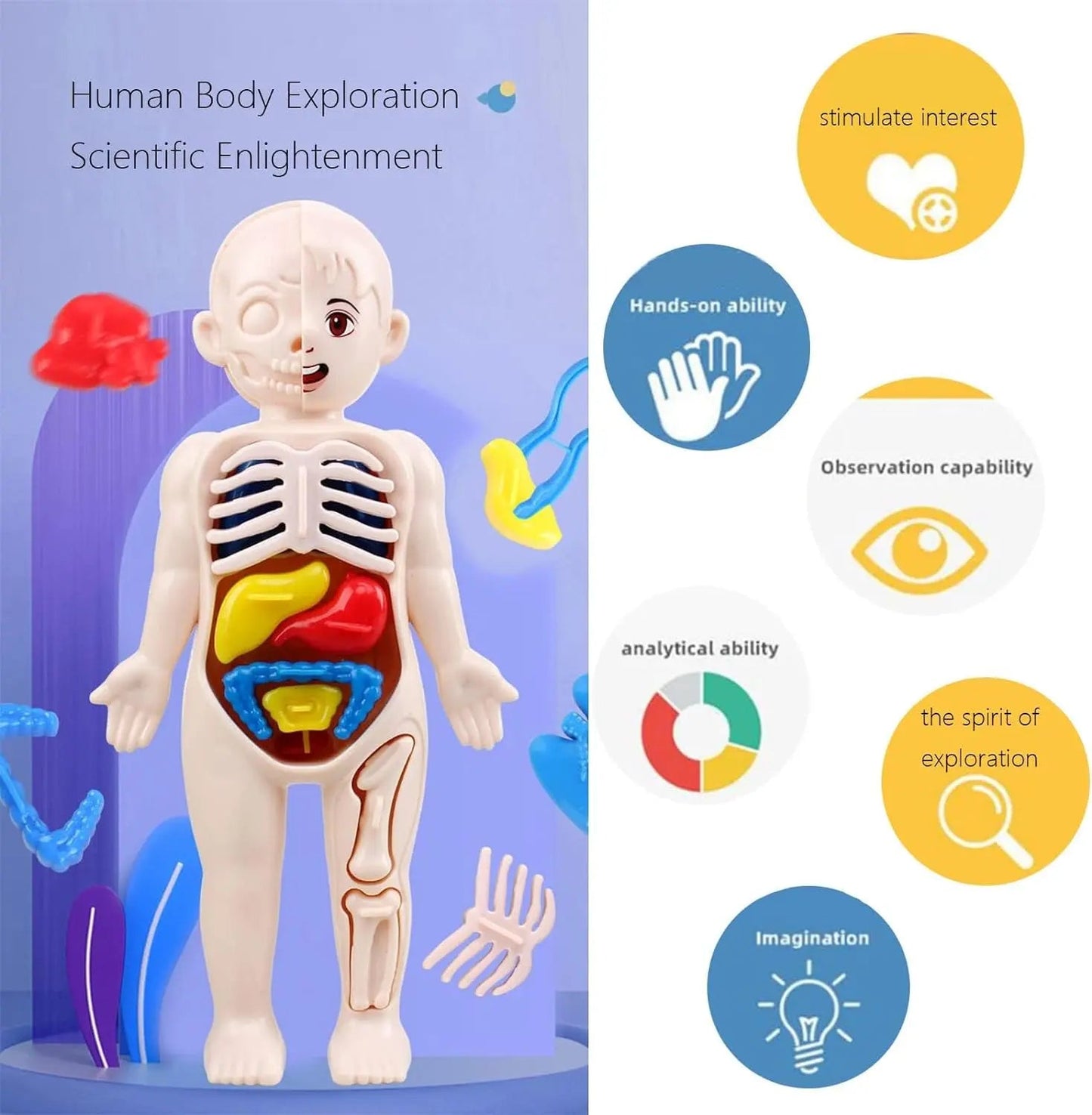 human-body-model-for-kids kids toy in Pakistan | Zilonay
