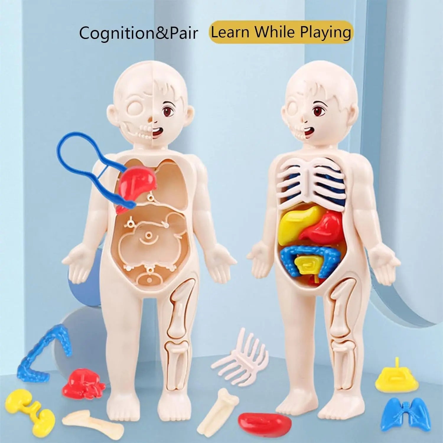 human-body-model-for-kids kids toy in Pakistan | Zilonay