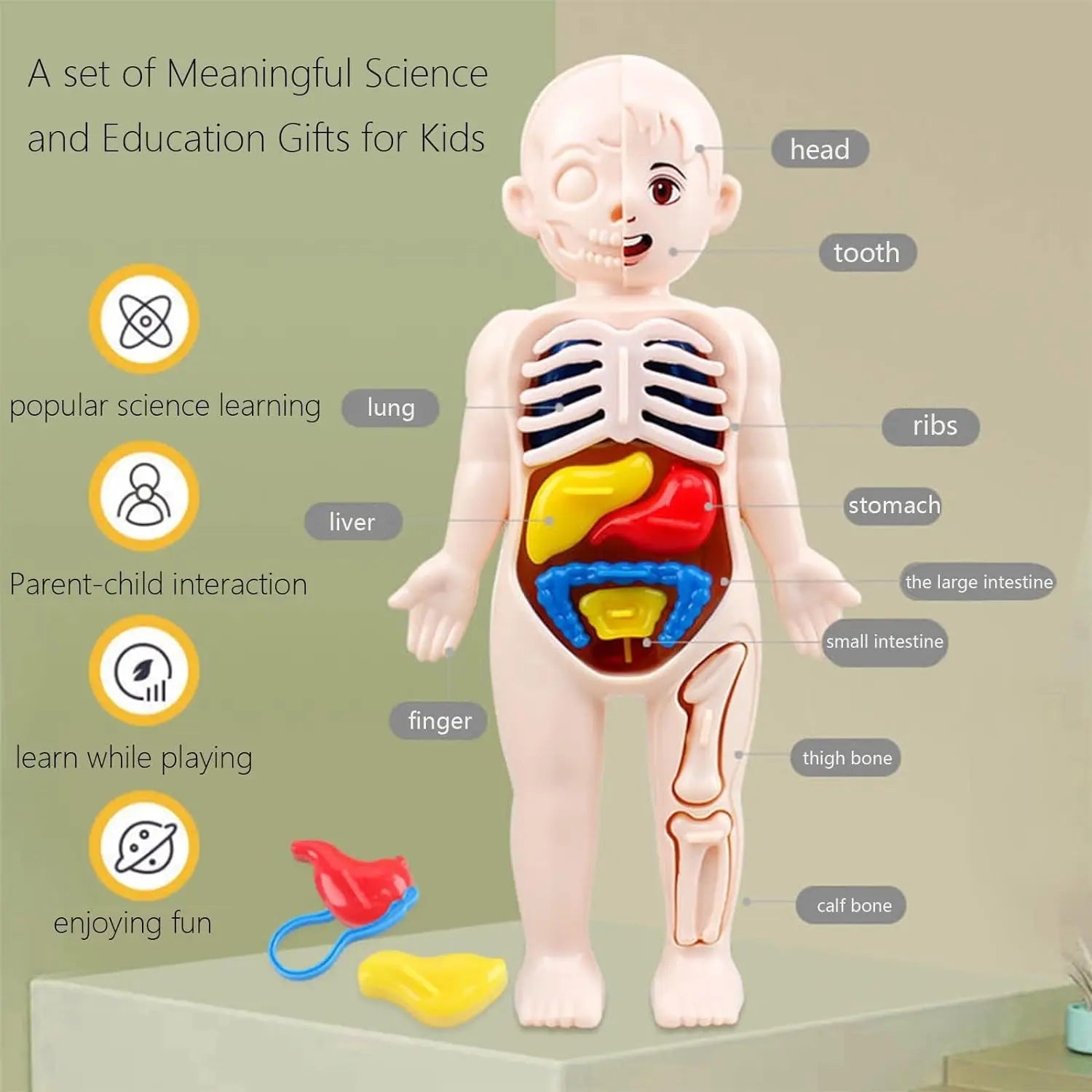 human-body-model-for-kids kids toy in Pakistan | Zilonay